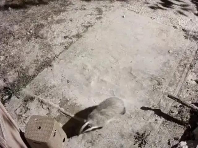 D&uuml;nyanın en cesur hayvanı Elazığ'da b&ouml;yle g&ouml;r&uuml;nt&uuml;lendi
