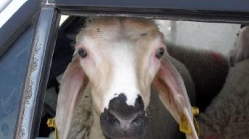 Otomobilin arka koltuğunda bulunan beş kuzu şaşırttı