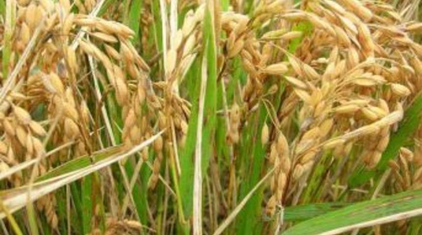 &Ccedil;eltik yetiştiricilerine yanıklık hastalığı uyarısı