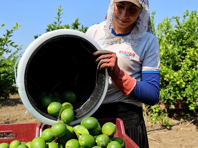 Markette fiyatı el yakıyordu! Dalında kilosu 6 liraya kadar d&uuml;şt&uuml;