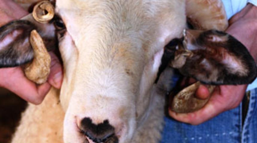 D&ouml;rt boynuzlu ko&ccedil; ilgi odağı oldu