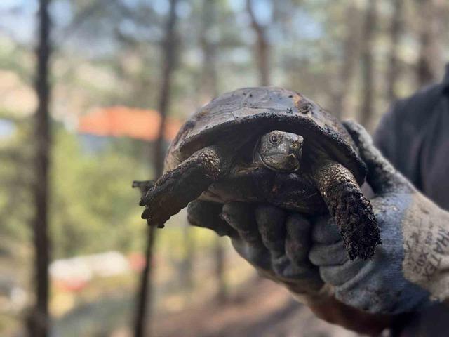Karab&uuml;k&rsquo;te ormanlık alanda &ccedil;ıkan &ouml;rt&uuml; yangını s&ouml;nd&uuml;r&uuml;ld&uuml; 5
