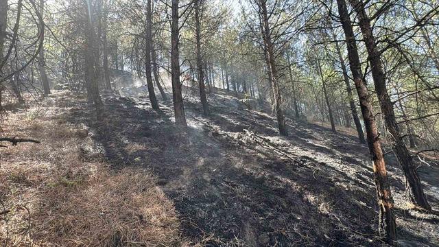 Karab&uuml;k&rsquo;te ormanlık alanda &ccedil;ıkan &ouml;rt&uuml; yangını s&ouml;nd&uuml;r&uuml;ld&uuml; 4