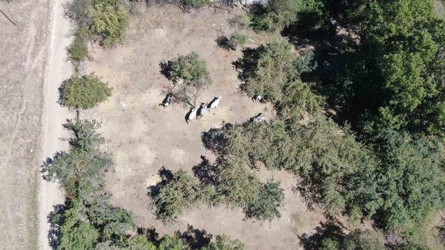 B&uuml;y&uuml;kada&rsquo;da kullanımı yasaklanan atlar, &ccedil;iftlikleriyle meşhur Daday&rsquo;da sahiplendirildi 8