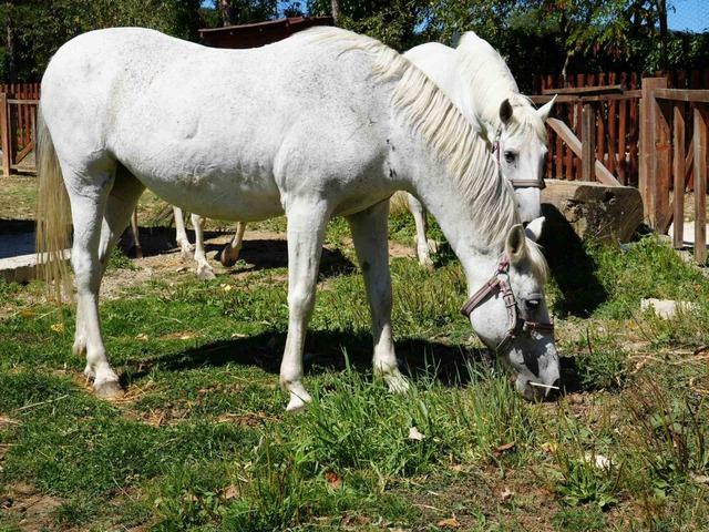 B&uuml;y&uuml;kada&rsquo;da kullanımı yasaklanan atlar, &ccedil;iftlikleriyle meşhur Daday&rsquo;da sahiplendirildi 7