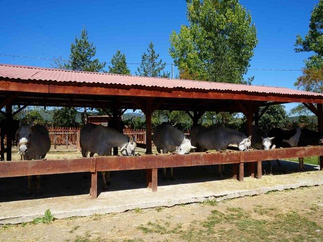 B&uuml;y&uuml;kada&rsquo;da kullanımı yasaklanan atlar, &ccedil;iftlikleriyle meşhur Daday&rsquo;da sahiplendirildi 4