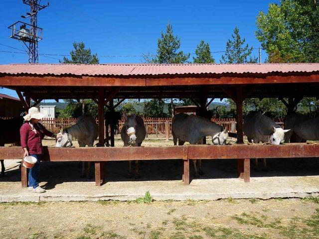 B&uuml;y&uuml;kada&rsquo;da kullanımı yasaklanan atlar, &ccedil;iftlikleriyle meşhur Daday&rsquo;da sahiplendirildi 3
