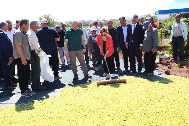 Adıyaman da bağ bozumu şenlikleri başladı 3