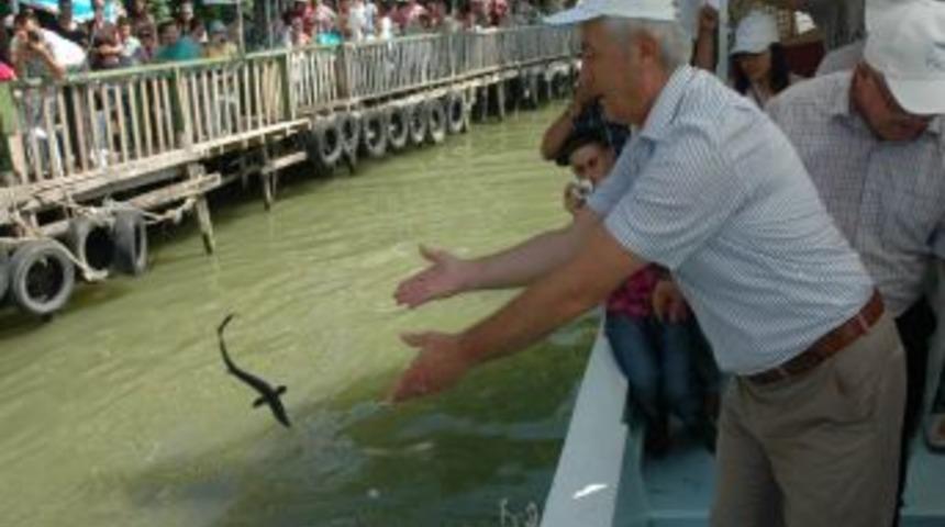 Markalanan mersin balıkları Karadeniz'le buluştu