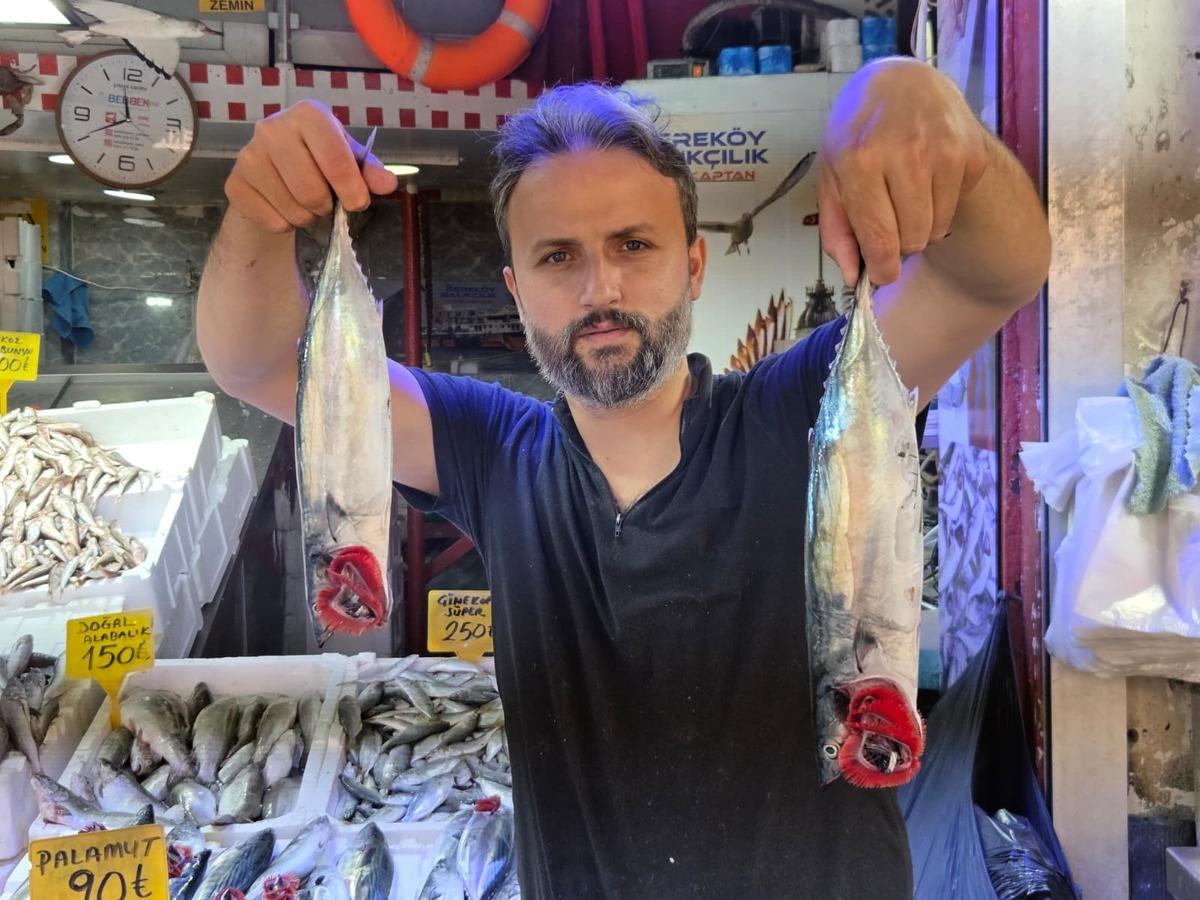Son yılların en bereketli sezonu! Palamudun fiyatı sudan ucuz 3