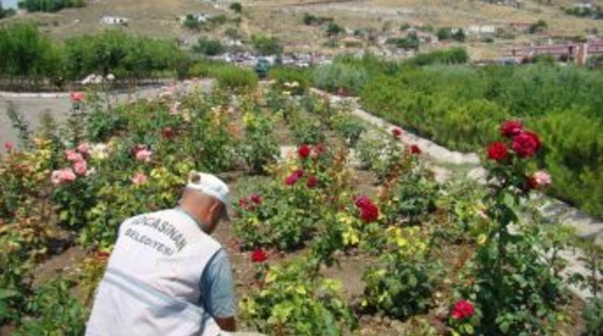 Parklara 10 bin g&uuml;l dikildi