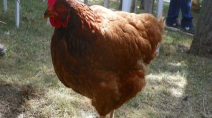 &Ouml;ğrencileri keneden, tavuklar koruyor