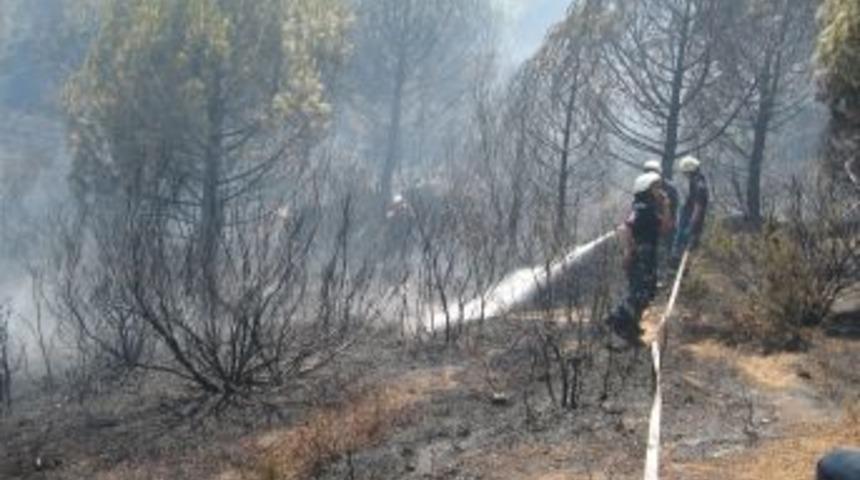 Sultangazi&rsquo;de orman yangını