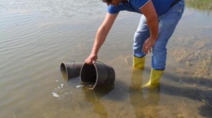 Kırşehir'deki g&ouml;letlere 93 bin balık yavrusu bırakıldı