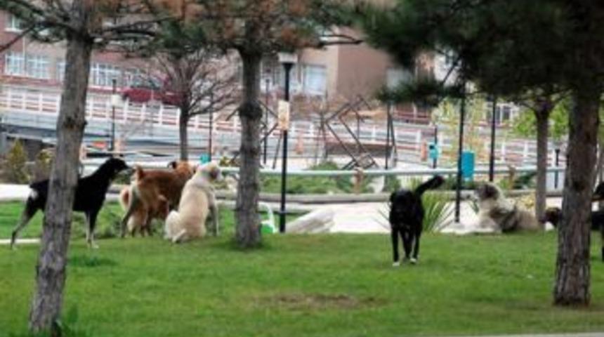 Başıboş k&ouml;pekler sorun oldu