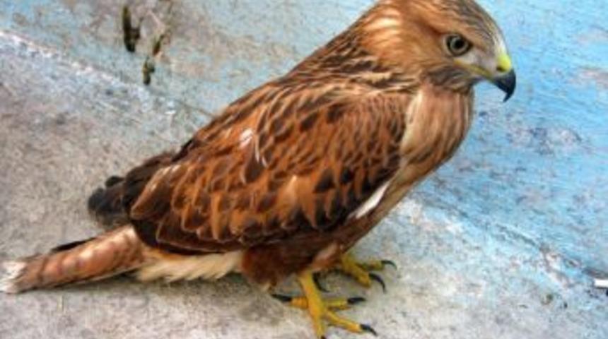 Kızıl şahine esnaf sahip &ccedil;ıktı