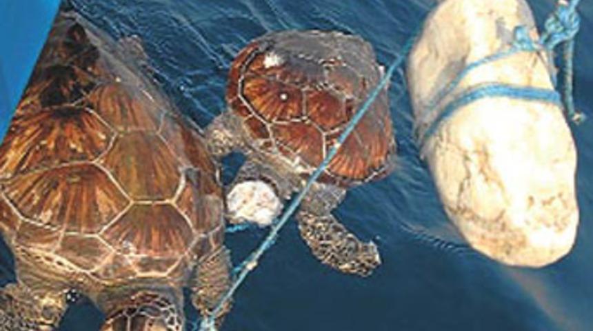 Boynuna taş bağlanıp denize atıldı