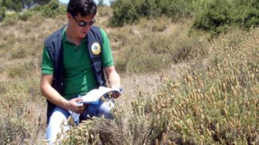 Lavanta k&ouml;yl&uuml;lerin ge&ccedil;im kaynağı oldu