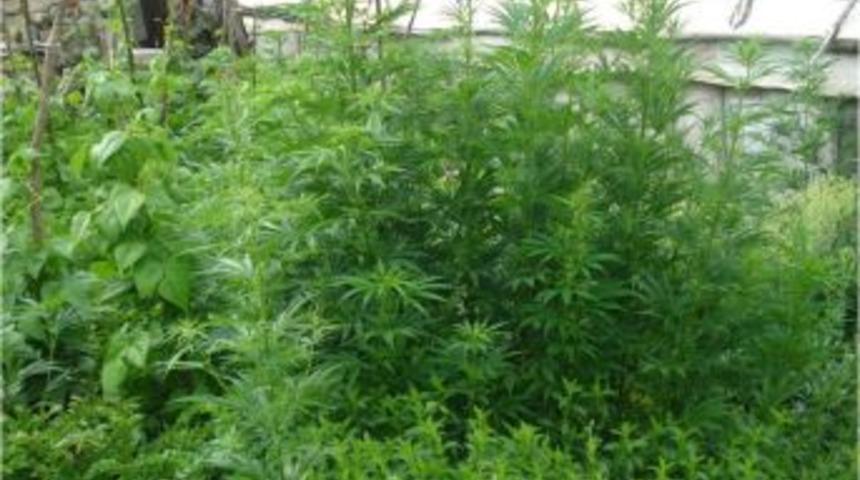 15 bin 200 k&ouml;k Hint keneviri ele ge&ccedil;irildi