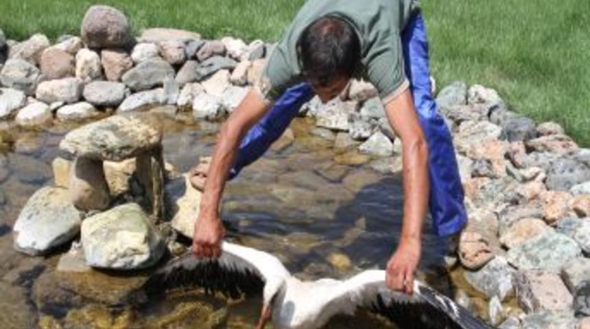 Yaralı leylek protez bekliyor