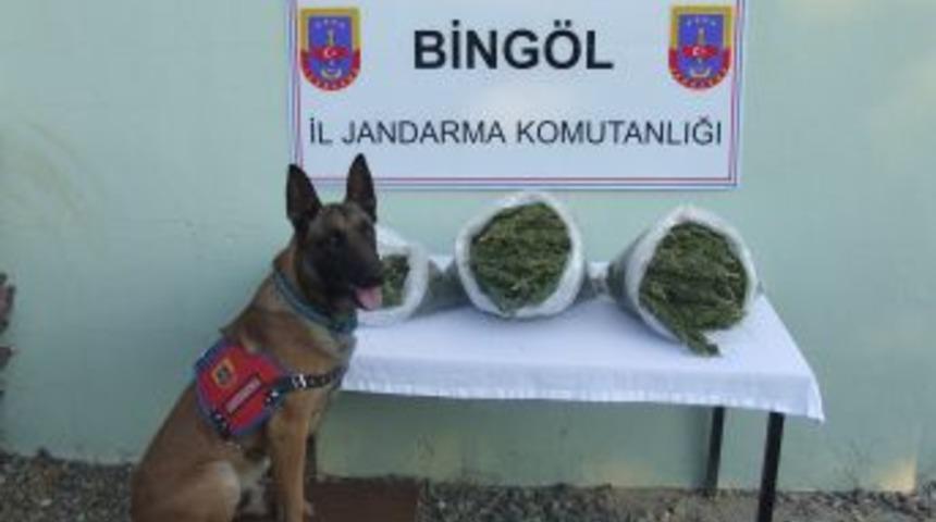 Bing&ouml;l'de 19.5 kilo esrar ele ge&ccedil;irildi