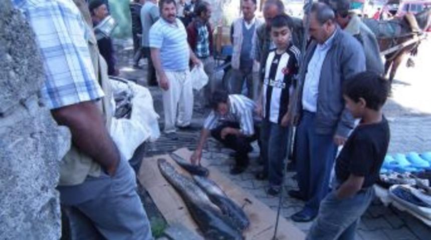 Aras Nehri'nde 1.70 boyunda 25 kg ağırlığında yayın balığı yakaladı