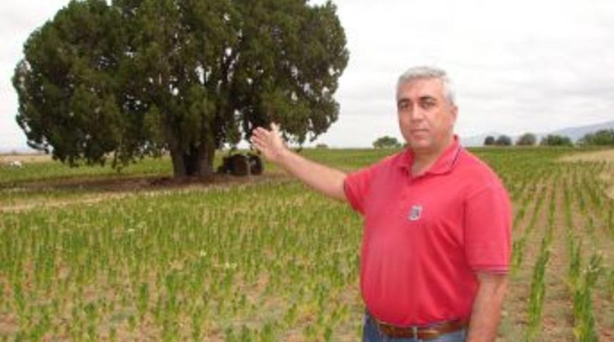 Denizli&rsquo;de bin yaşından b&uuml;y&uuml;k ardı&ccedil; ağacı keşfedildi