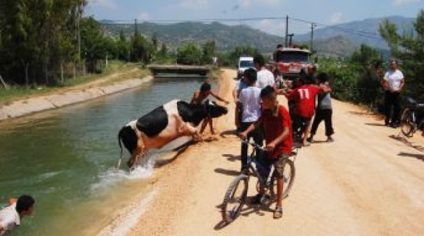 Sulama kanalına giren inek zor kurtarıldı