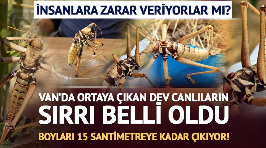 Van&rsquo;da ortaya &ccedil;ıkan dev canlıların sırrı belli oldu