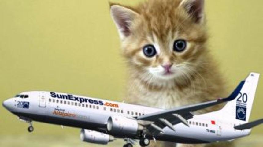 Kaptan Pilot: Bir kedi fazla, u&ccedil;amayız