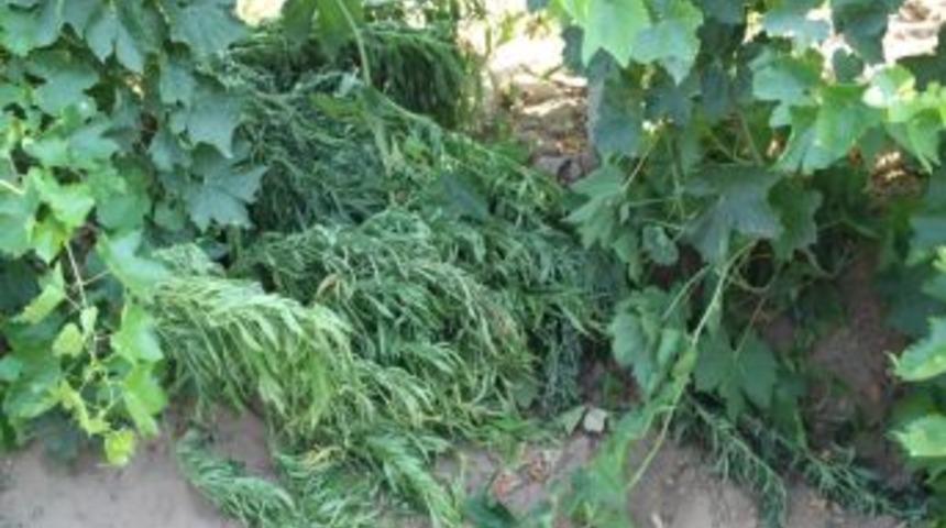 Jandarma, &uuml;z&uuml;m bağında kubar esrar buldu