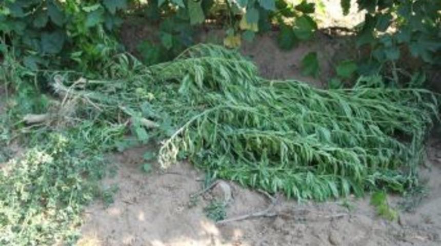 Manisa'da 22 kilogram kubar esrar ele ge&ccedil;irildi