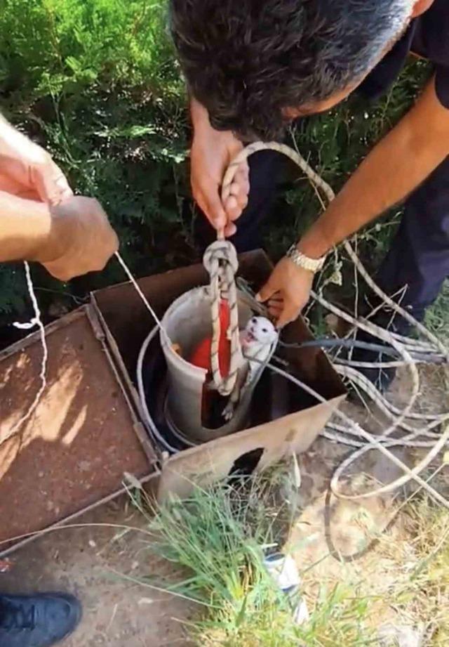 Kuyuya d&uuml;şen yavru kediyi itfaiye kurtardı 1