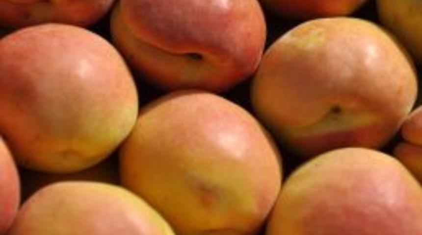 Kayısı &uuml;reticisi, 7,5 milyon ağa&ccedil;tan 542 bin ton &uuml;r&uuml;n bekliyor