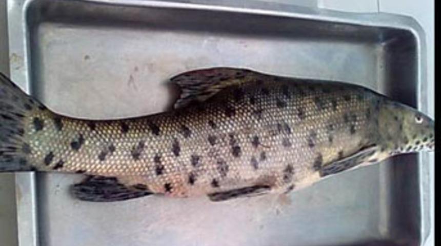Leopar sazanı, Hasankeyf'te ortaya &ccedil;ıktı