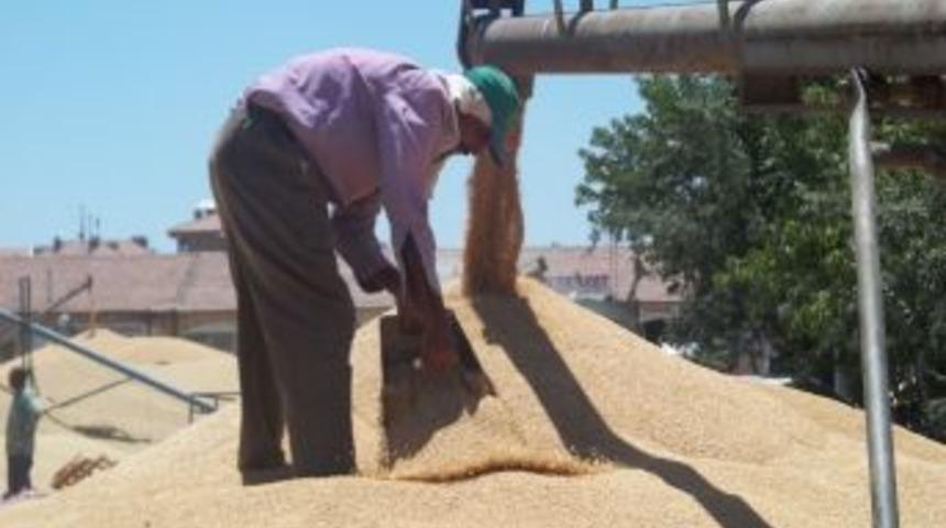 Buğday fiyatı maliyetini karşılamıyor