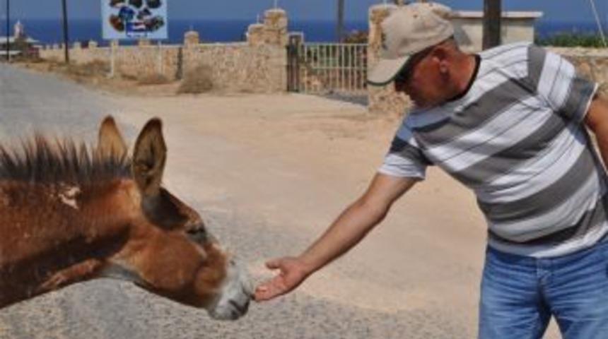 Kıbrıs eşeklerini koruma talebi