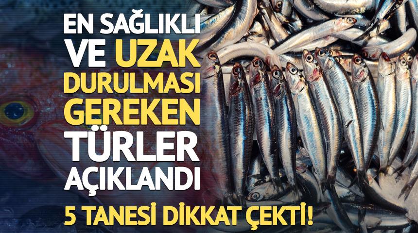 En sağlıklı balıklar belli oldu: Listede 5 t&uuml;r dikkat &ccedil;ekti