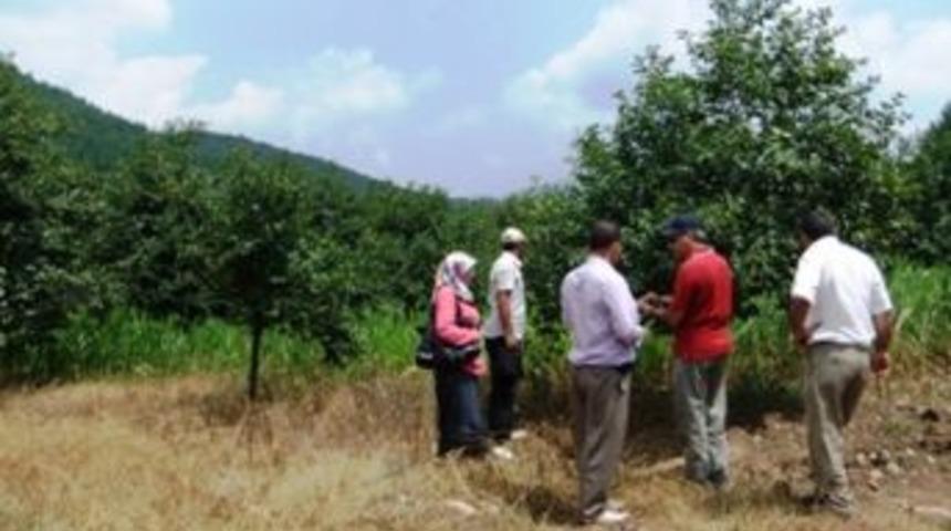 Hurma &uuml;reticileri yaprak leke hastalığı konusunda bilgilendirildi
