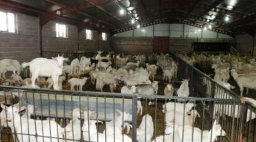 Tan k&ouml;y&uuml;nde saanen ke&ccedil;isi yetiştiriciliği gelişiyor