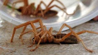 Et yiyen dev örümcek korkutuyor