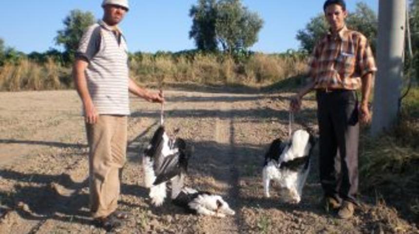 Salihli&rsquo;de leylekler elektrik &ccedil;arpmasından &ouml;l&uuml;yor