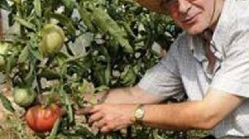 750 gramlık dev domates ürettiler