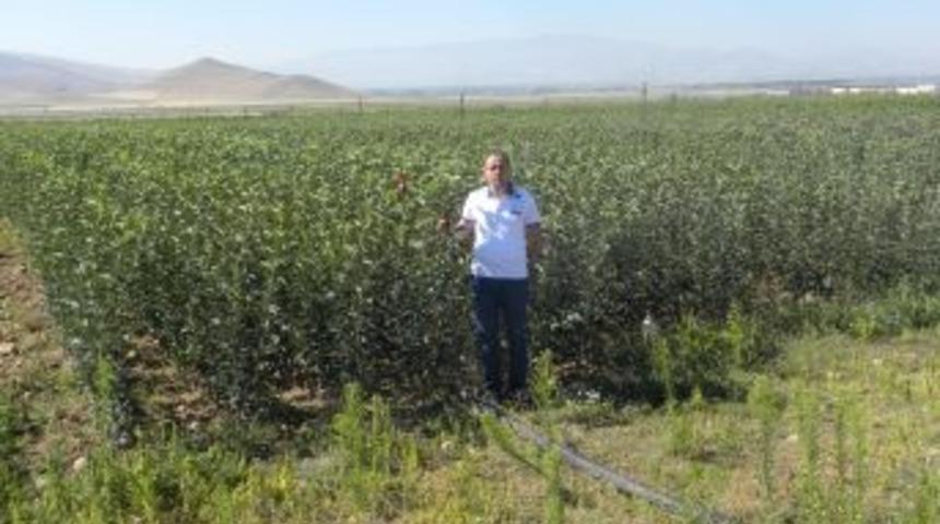 Develi Ovası'nda gelişen meyvecilik, fidan &uuml;reticiliğini artırdı