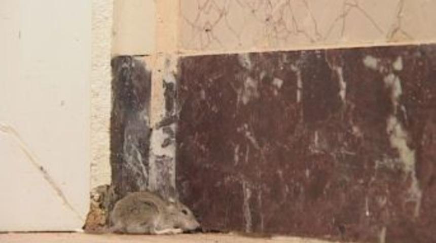 İmalathaneden fare &ccedil;ıktı, iş yeri &ccedil;alışanları gazetecileri su&ccedil;ladı