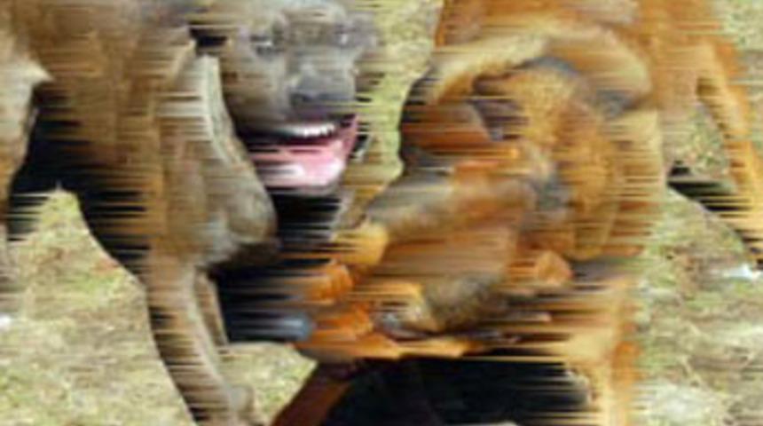 Kalbi k&ouml;pek korkusuna dayanamadı