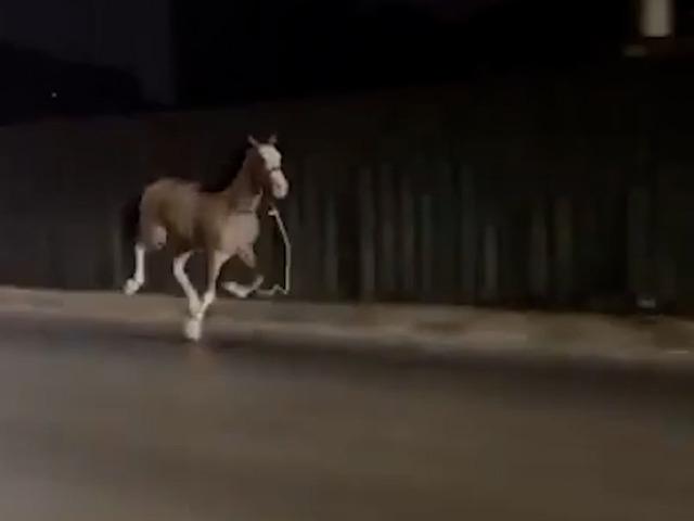 Trafikte başıboş at krizi! 🐴