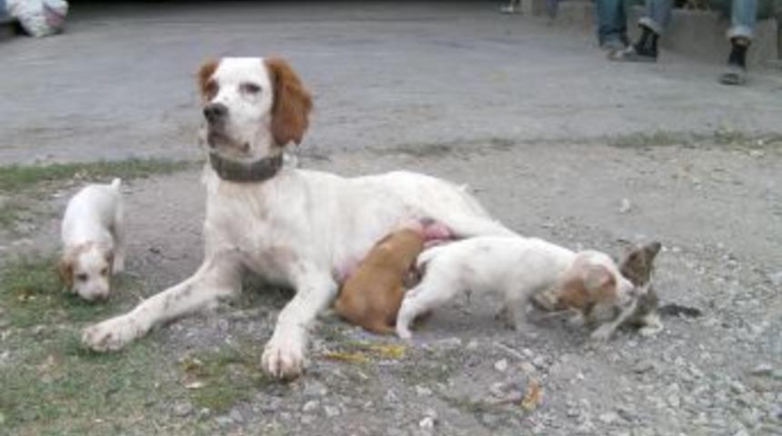 Yolda buldukları kedi yavrusuna, k&ouml;pekleri Nazlı sahip &ccedil;ıktı