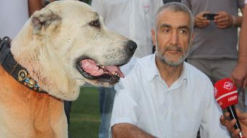 Malaklı k&ouml;pekleri tanıtıldı