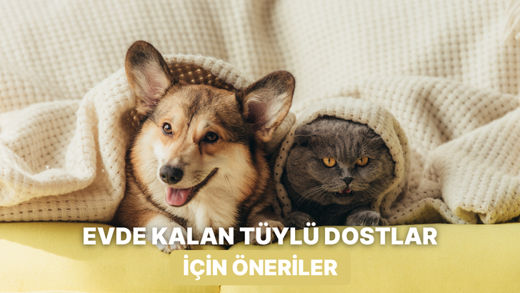 G&uuml;n boyu evde yalnız kalan patili dostunun konforunu artıracak 10 &ouml;neri